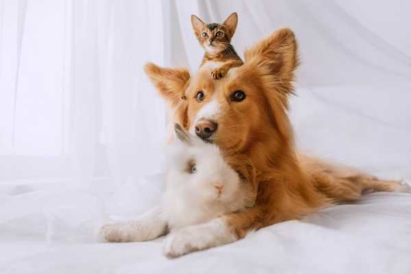 A long haired dog sat on white sheets with paws out in front. A small kitten is sat on the dogs head, with a fluffy rabbit sat between its front legs.